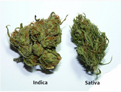 cannabis indica buds